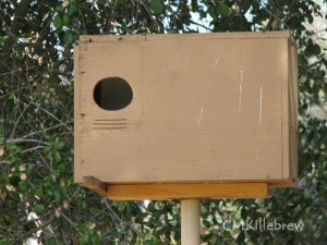 Barn Owl Mounted